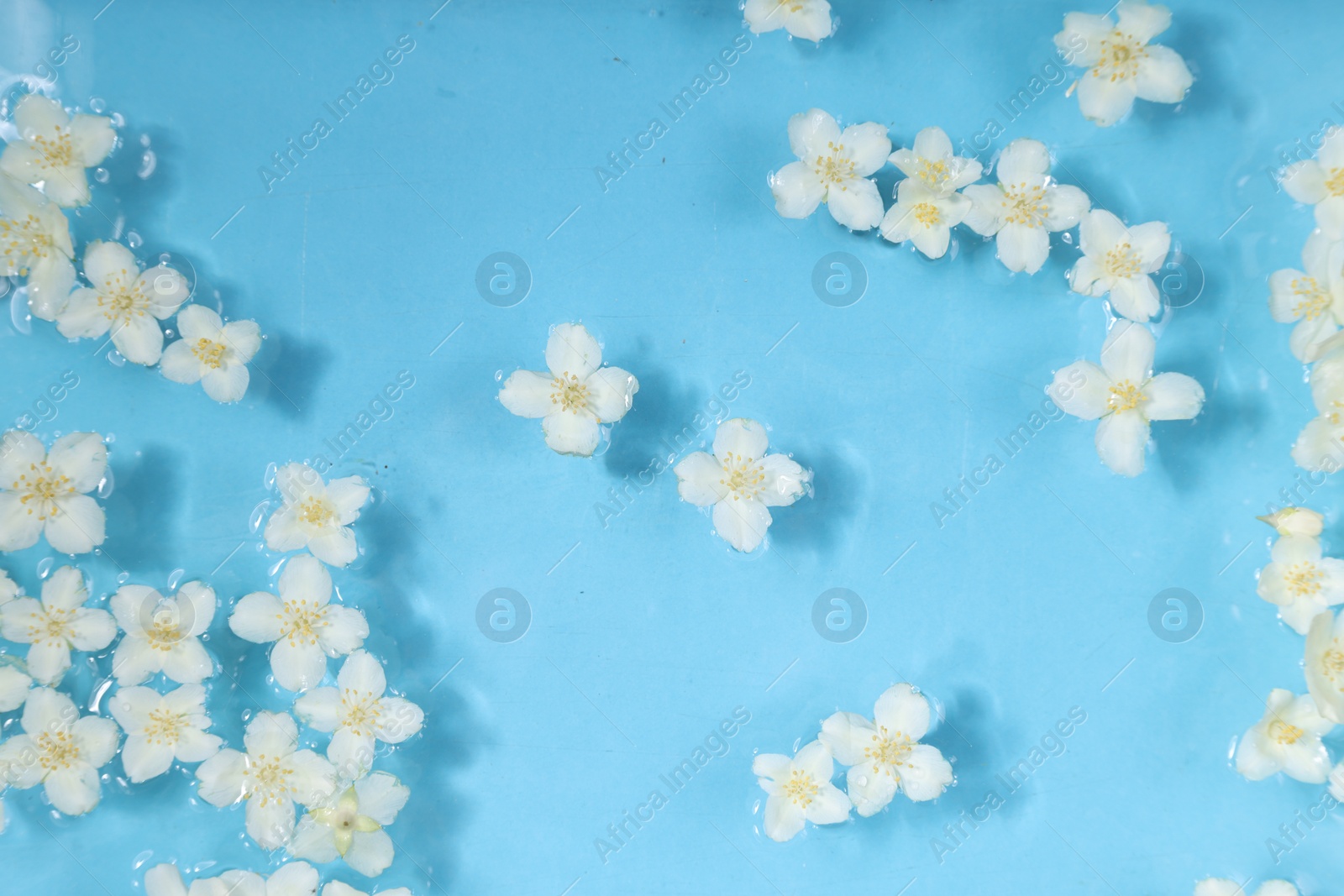 Photo of Beautiful jasmine flowers in water on light blue background, top view