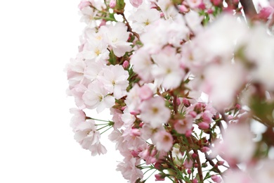 Photo of Closeup view of tree branches with tender flowers outdoors. Amazing spring blossom