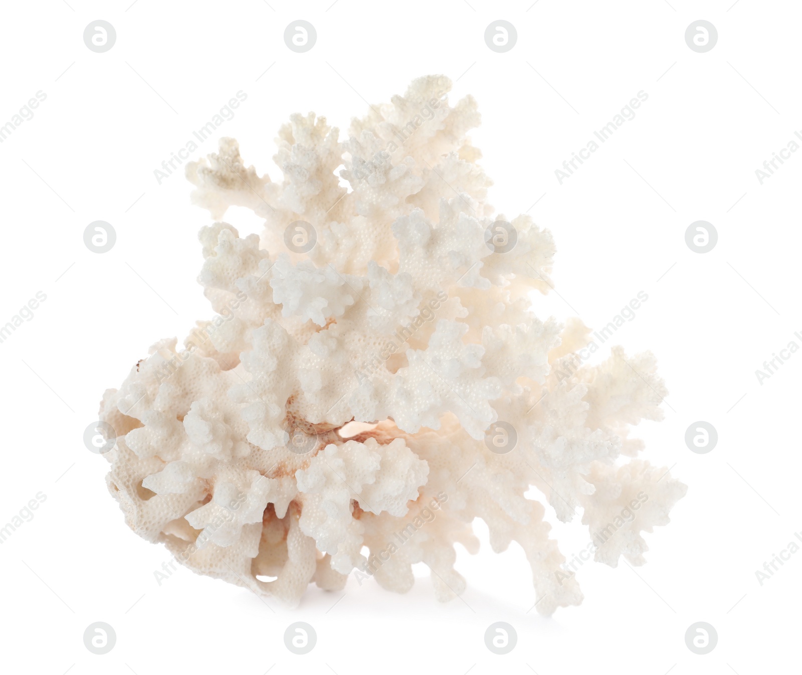 Photo of Beautiful exotic sea coral isolated on white