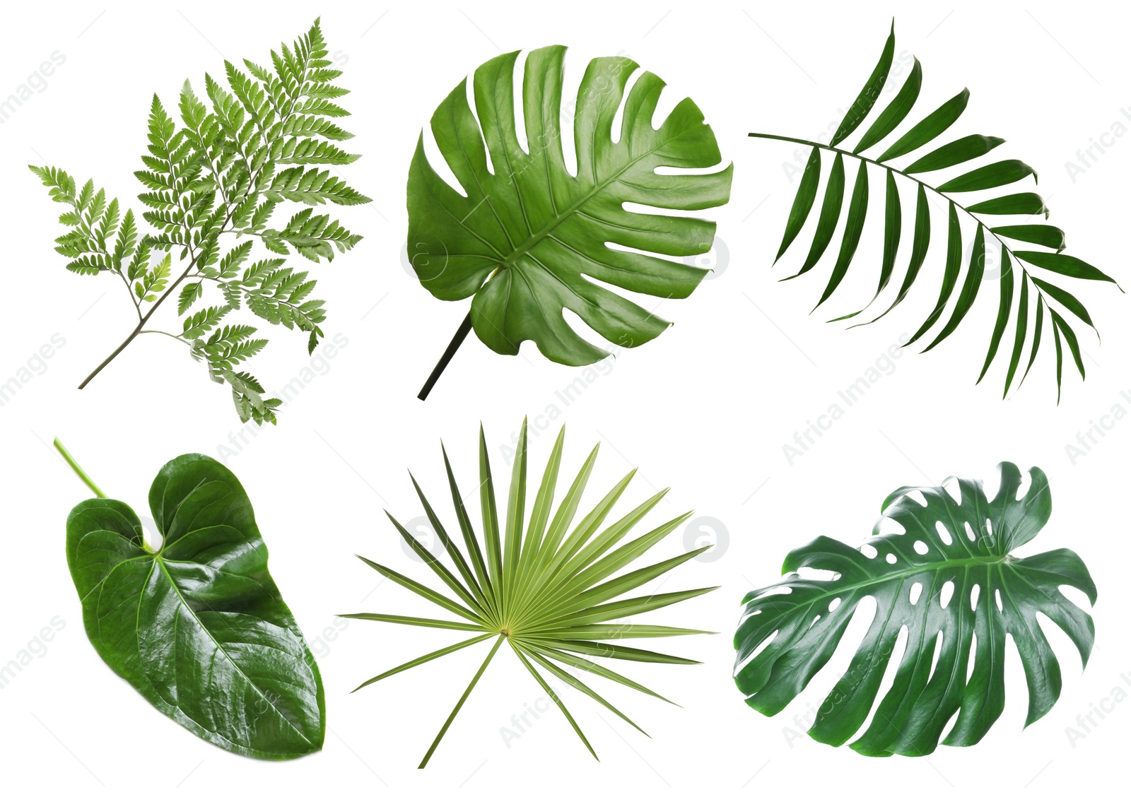 Image of Set with beautiful fern and other tropical leaves on white background