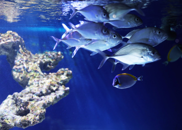 Photo of School of  beautiful silver fish in clear aquarium