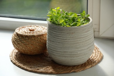 Photo of Aromatic potted oregano on light windowsill indoors
