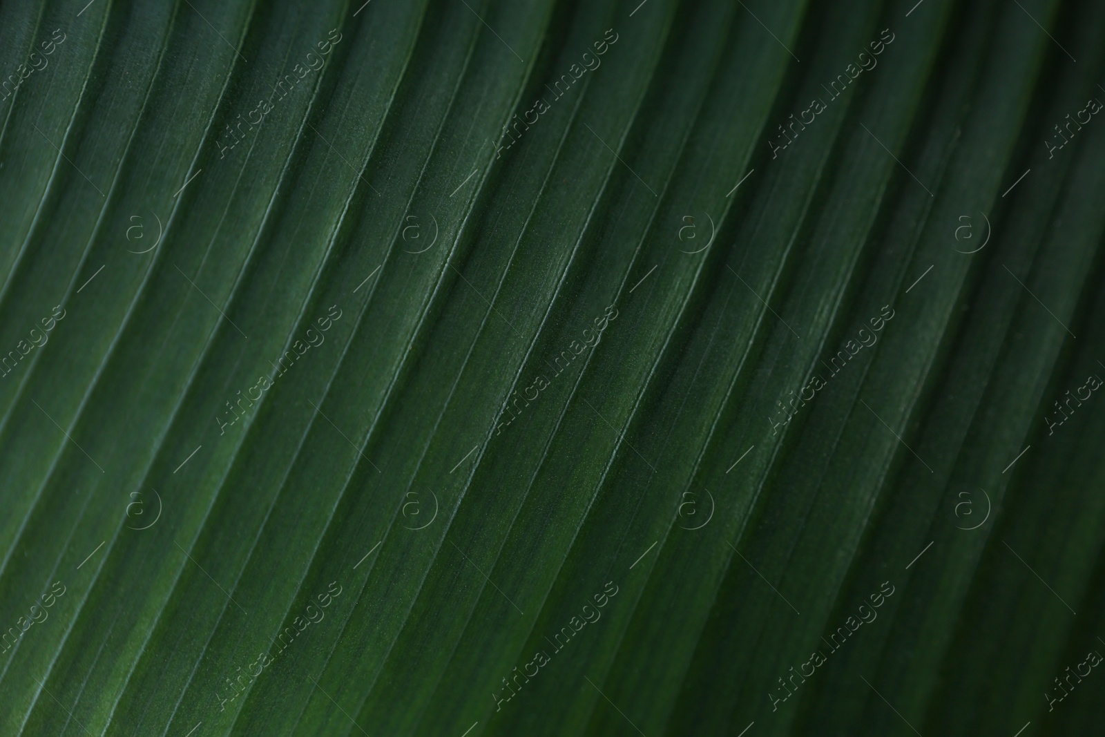 Photo of Green banana leaf as background, closeup view. Tropical foliage