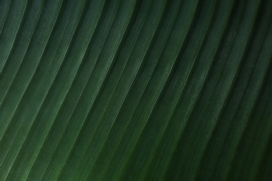 Photo of Green banana leaf as background, closeup view. Tropical foliage