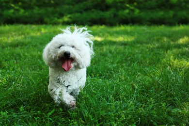 Cute fluffy Bichon Frise dog on green grass in park. Space for text