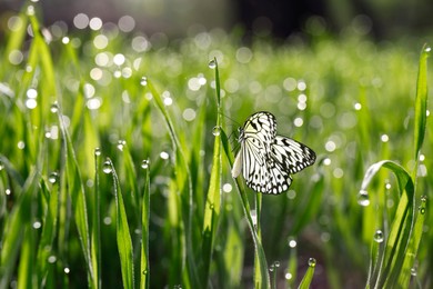 Image of Fresh green grass with morning dew and beautiful butterfly, closeup view