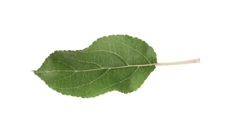 Photo of One green leaf of apple tree isolated on white
