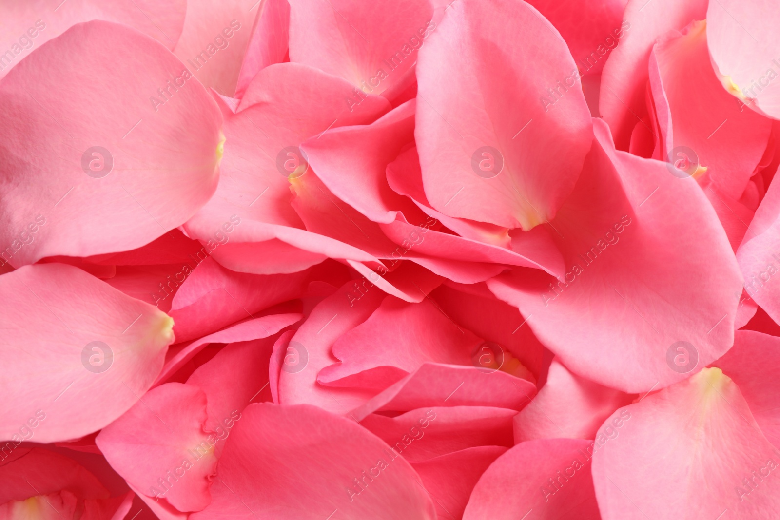 Photo of Fresh pink rose petals as background, closeup