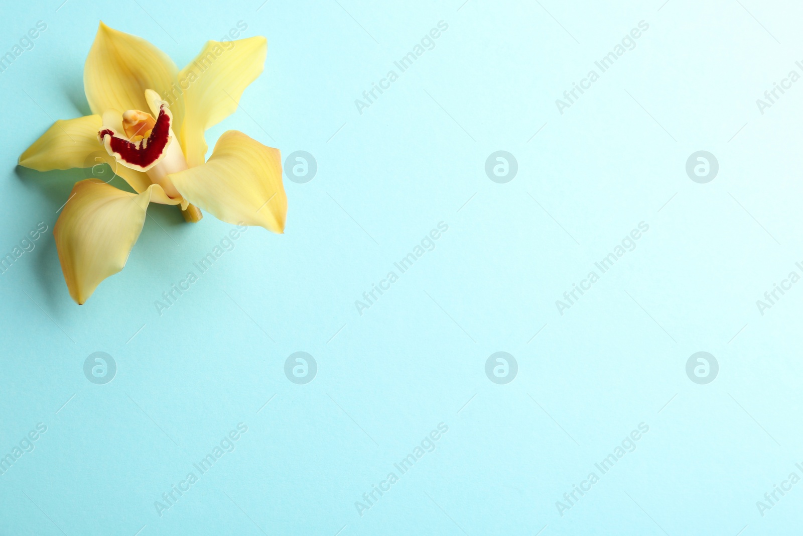 Photo of Beautiful tropical orchid flower on color background, top view. Space for text