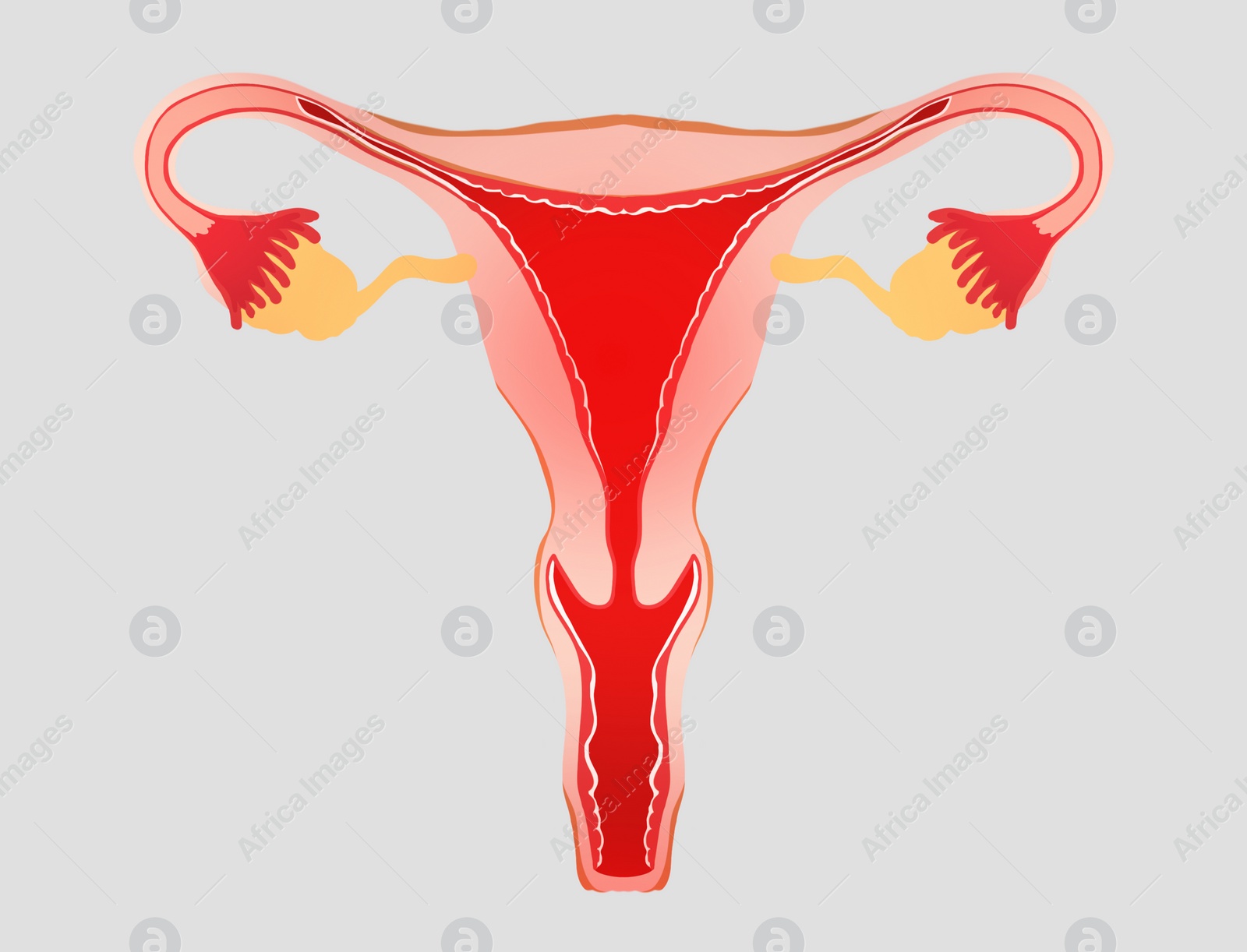 Image of Female reproductive system on light grey background, illustration