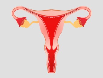 Female reproductive system on light grey background, illustration