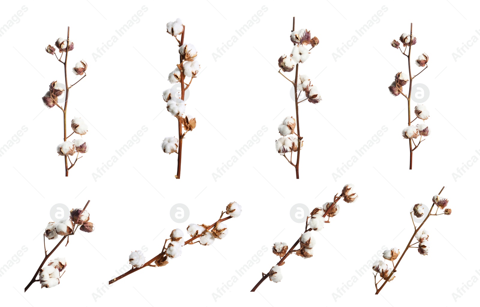 Image of Set of dried cotton branches with fluffy flowers on white background