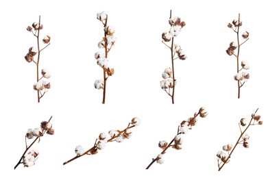 Set of dried cotton branches with fluffy flowers on white background