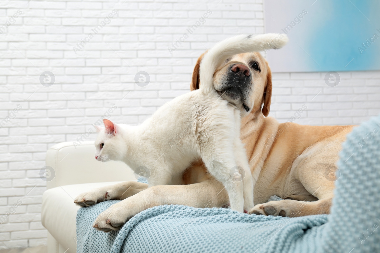 Photo of Adorable dog and cat together on sofa indoors. Friends forever