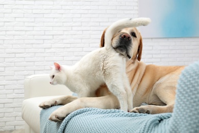 Adorable dog and cat together on sofa indoors. Friends forever