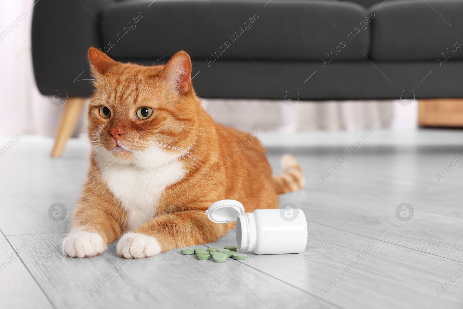 Photo of Cute ginger cat and vitamin pills indoors. Space for text