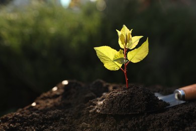 Photo of Seedling growing in soil outdoors. Planting tree