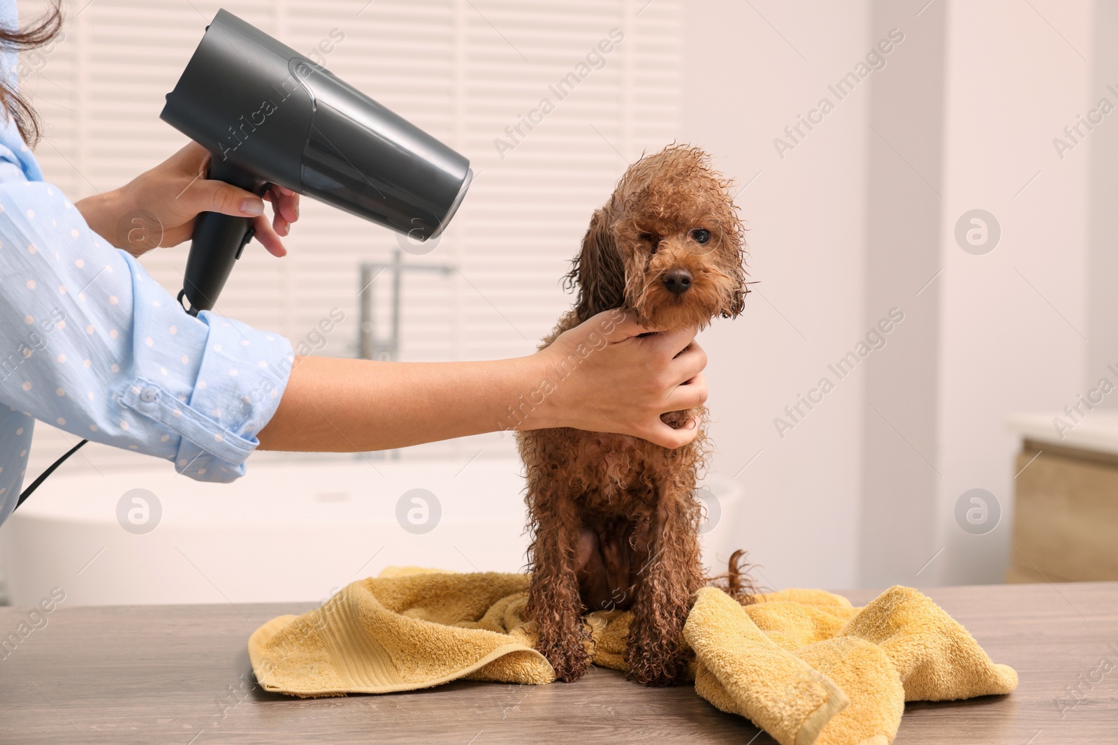 Photo of Woman drying fur of cute Maltipoo dog after washing in bathroom. Lovely pet