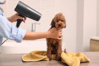 Woman drying fur of cute Maltipoo dog after washing in bathroom. Lovely pet