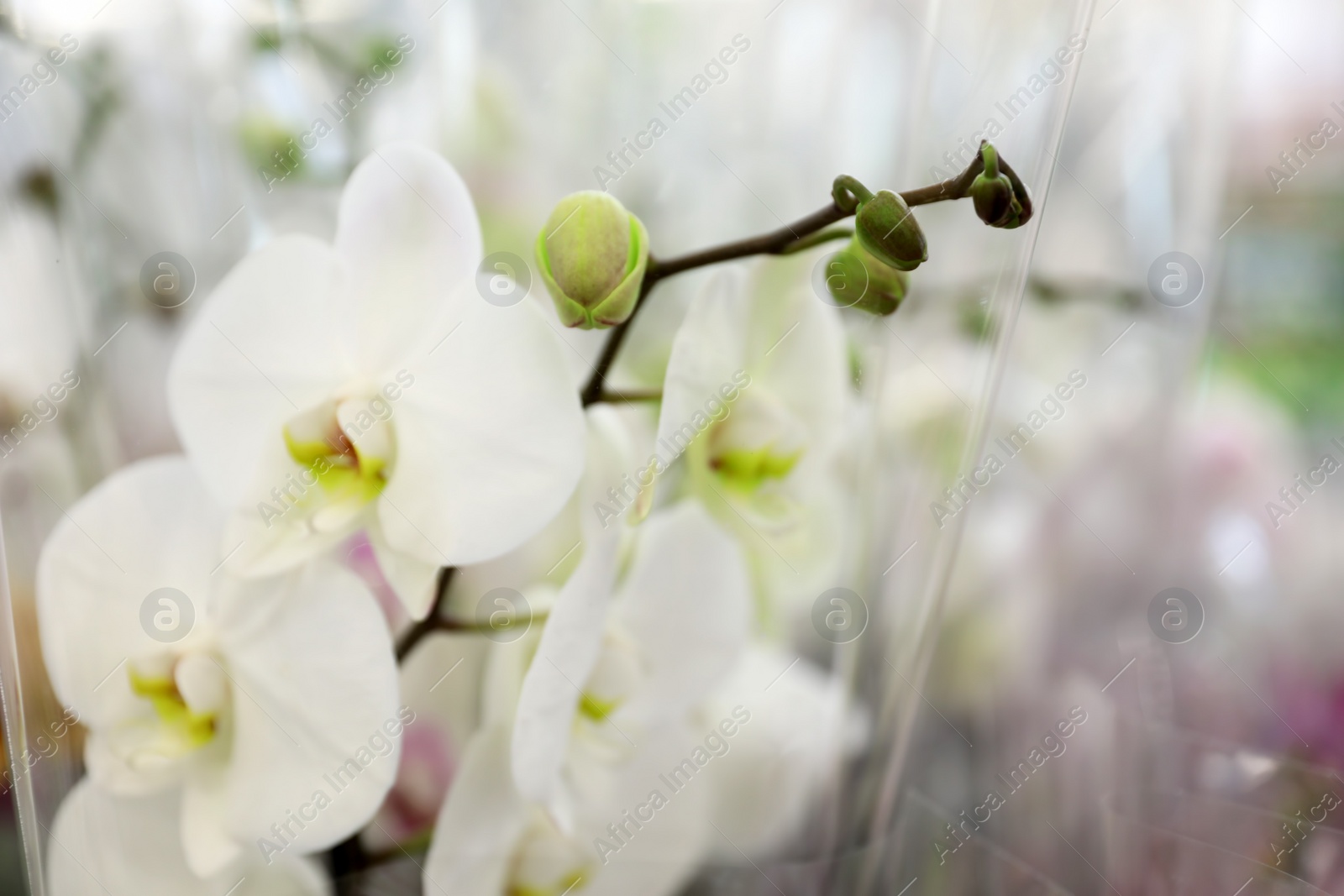 Photo of Beautiful blooming tropical orchid on blurred background, closeup. Space for text