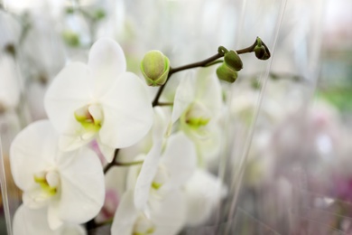 Beautiful blooming tropical orchid on blurred background, closeup. Space for text