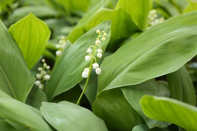 Beautiful fragrant lily of the valley as background