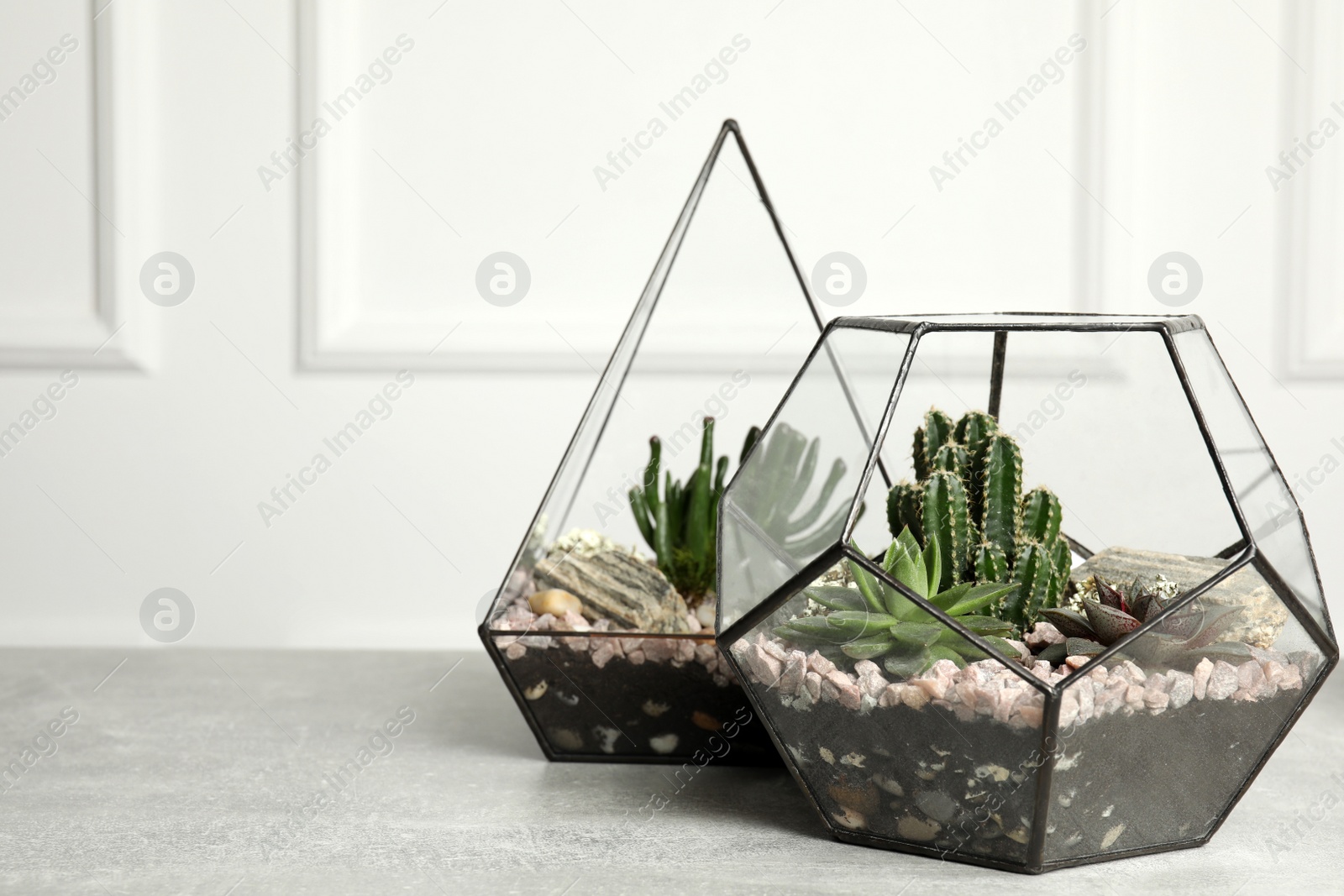 Photo of Different florariums with beautiful succulents on grey table against white background, space for text