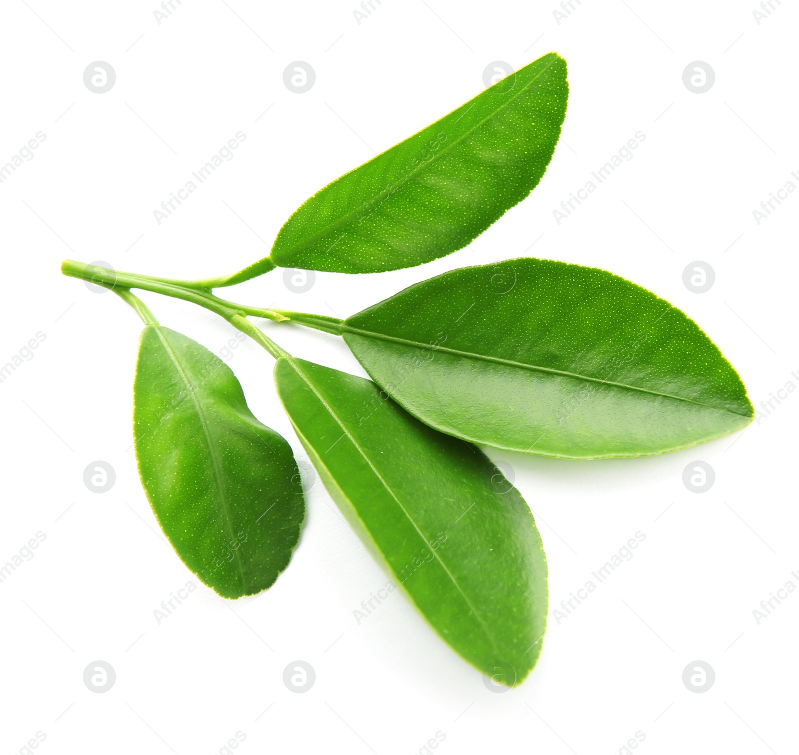 Photo of Branch of citrus leaves isolated on white