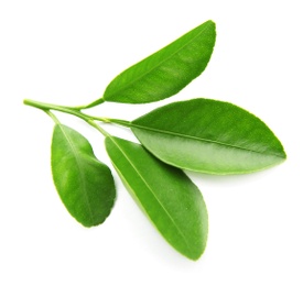 Photo of Branch of citrus leaves isolated on white