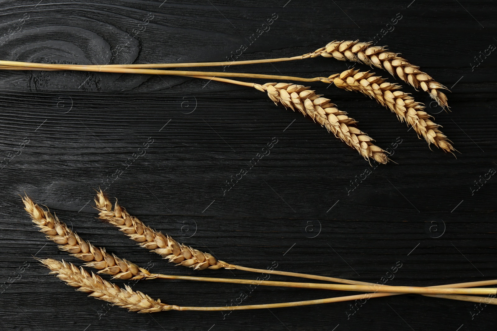 Photo of Ears of wheat on black wooden table, flat lay. Space for text