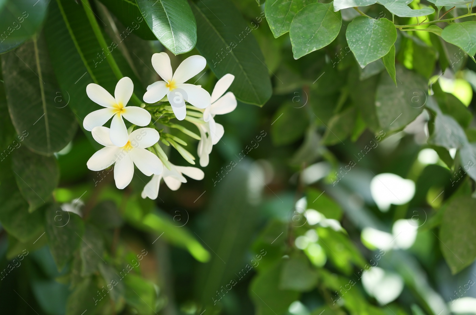 Photo of Beautiful white flowers at tropical resort on sunny day