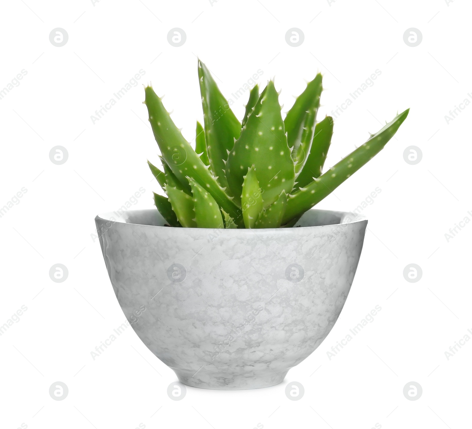 Photo of Flowerpot with aloe vera on white background