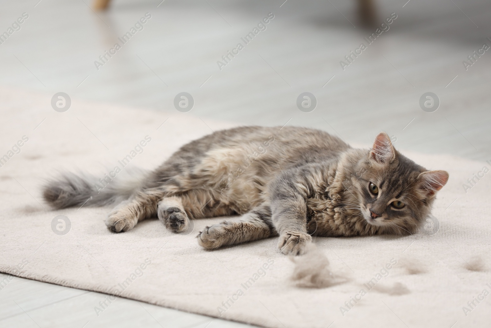 Photo of Cute cat and pet hair on carpet indoors