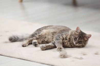 Photo of Cute cat and pet hair on carpet indoors