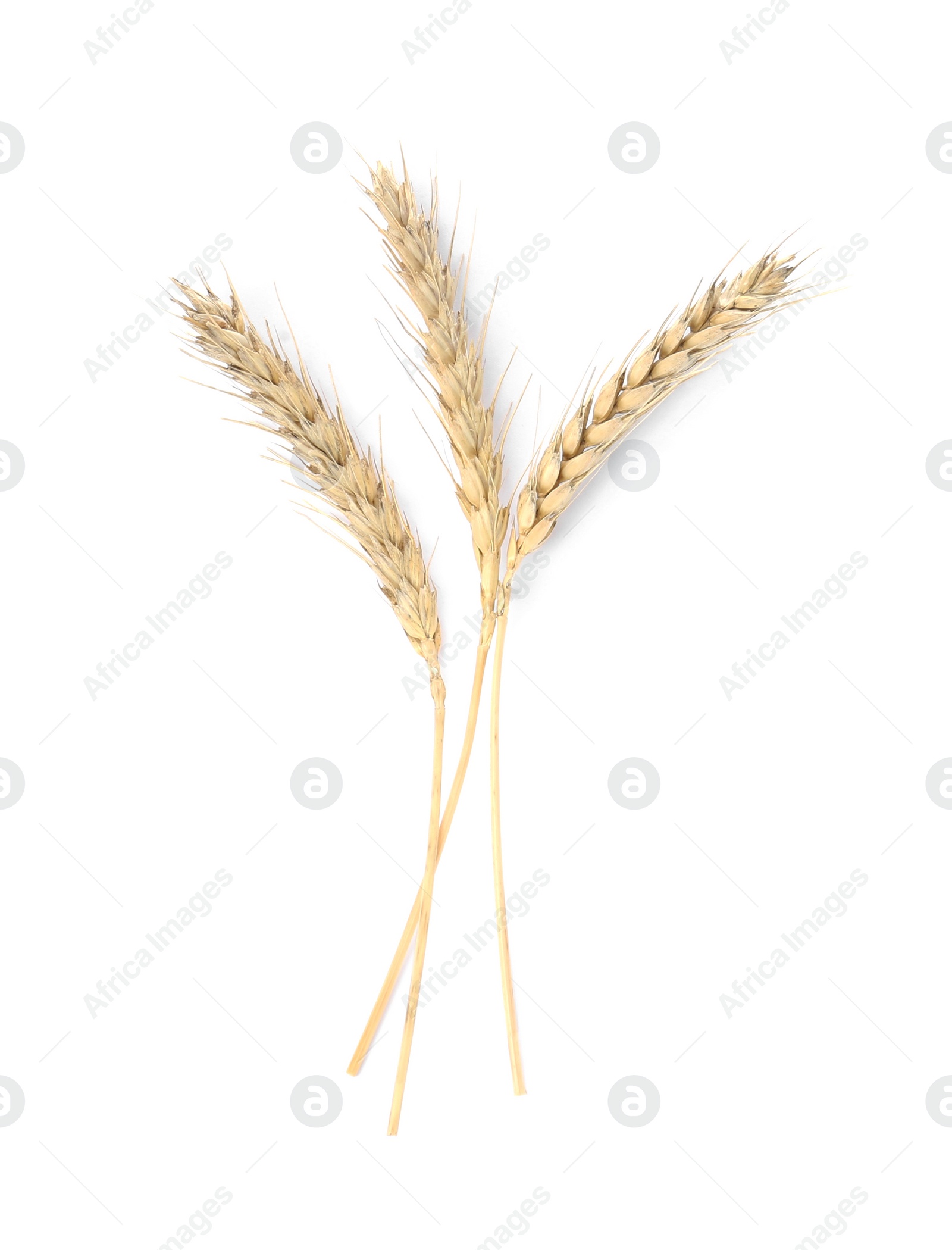 Photo of Ears of wheat on white background. Cereal plant