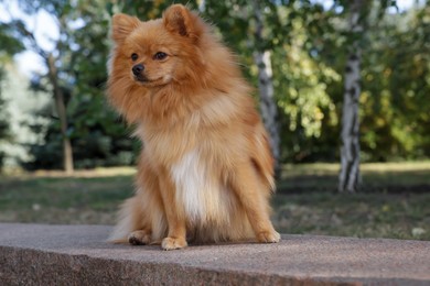 Photo of Cute Pomeranian spitz dog in park. Autumn walk