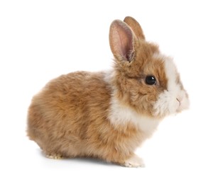 Photo of Cute fluffy pet rabbit isolated on white