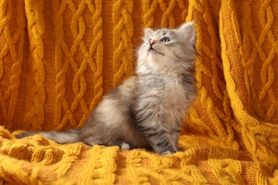 Photo of Cute kitten on orange knitted blanket. Baby animal