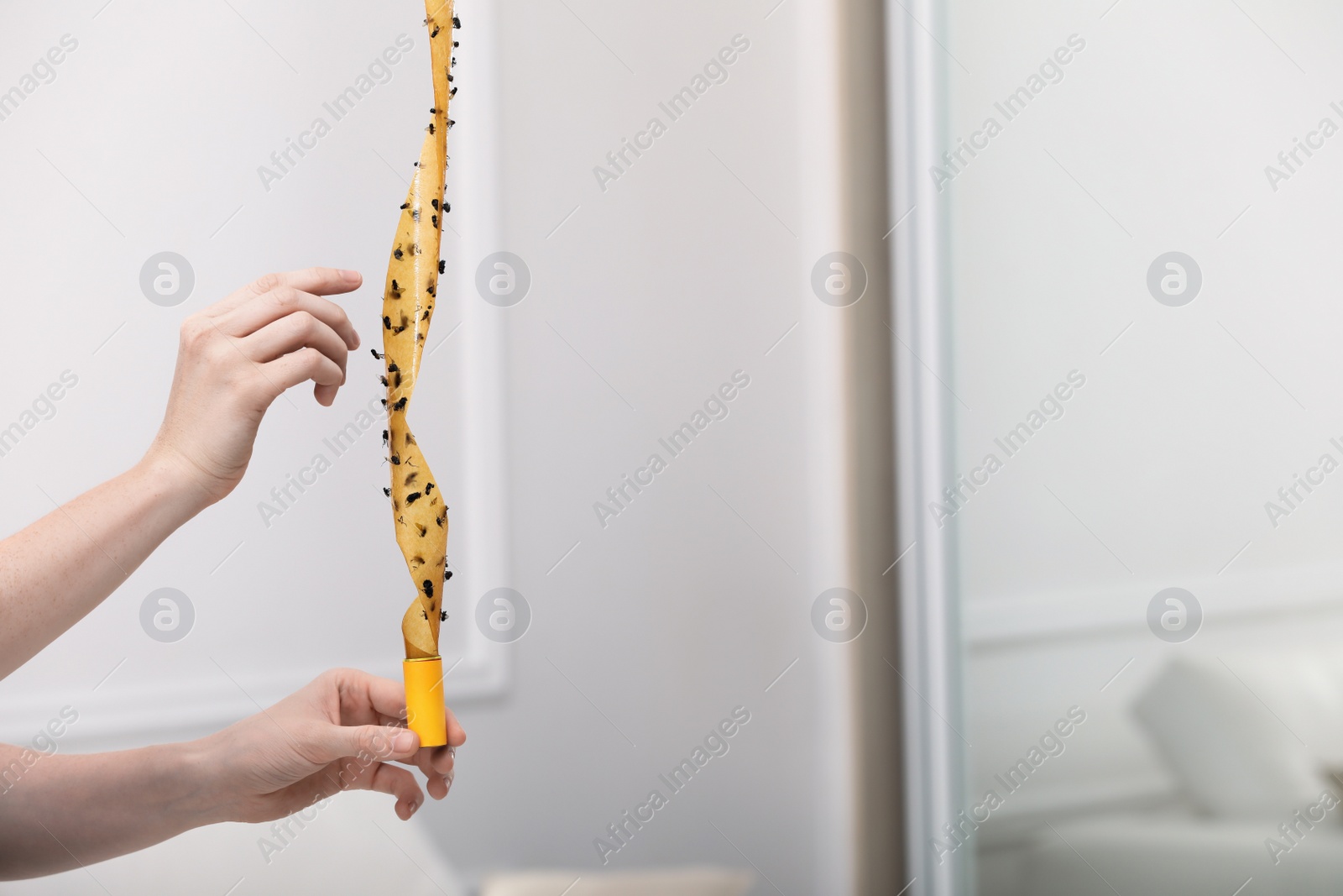 Photo of Woman holding sticky insect tape with dead flies indoors, closeup. Space for text