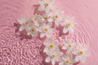 Photo of Beautiful daffodils in water on pink background, top view