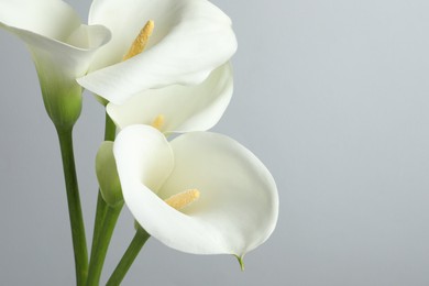 Photo of Beautiful calla lily flowers on white background, closeup. Space for text