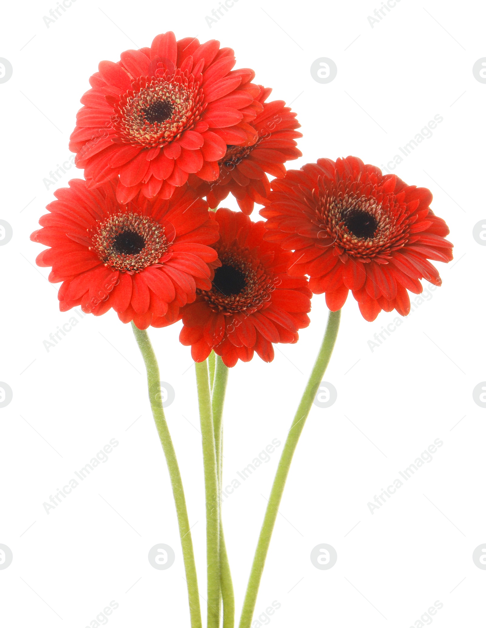 Photo of Bouquet of beautiful red gerbera flowers on white background