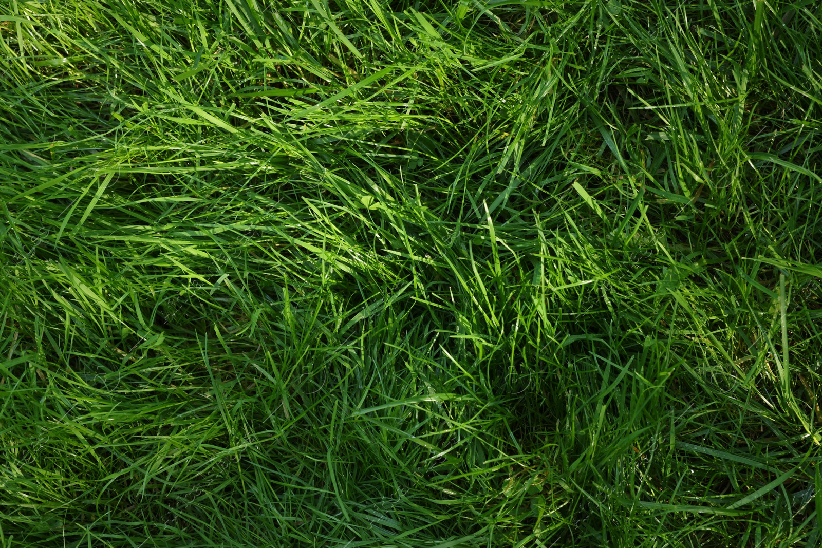 Photo of Fresh green grass as background, top view