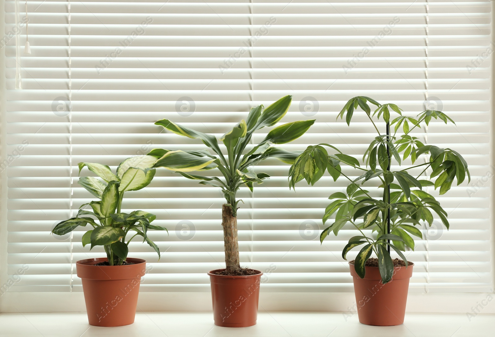 Photo of Different potted plants on sill near window blinds