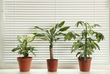 Different potted plants on sill near window blinds