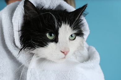 Wet cat wrapped with white towel on light blue background