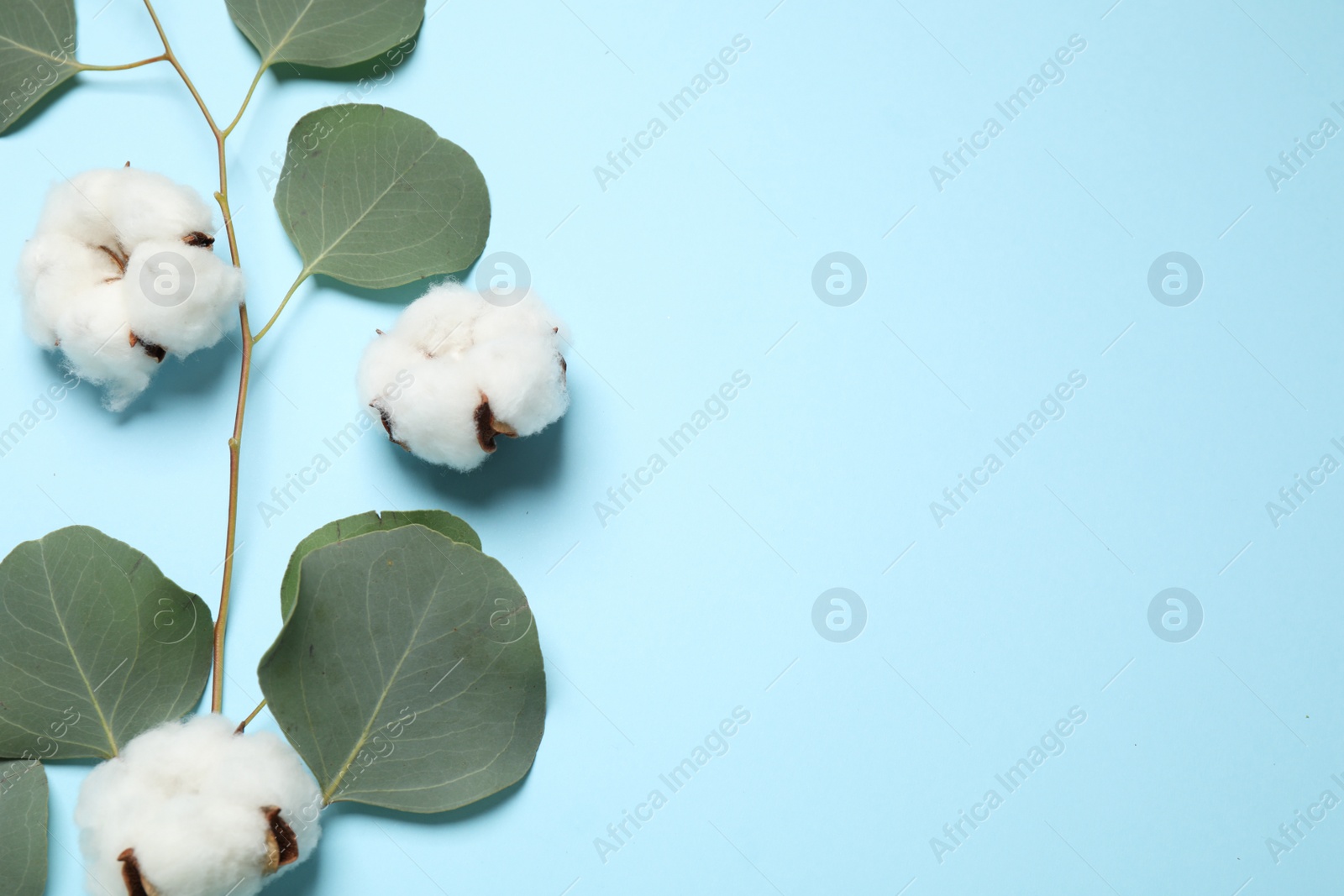 Photo of Beautiful floral composition with cotton flowers on light blue background, flat lay. Space for text