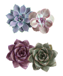 Image of Collage with different succulents on white background, top view