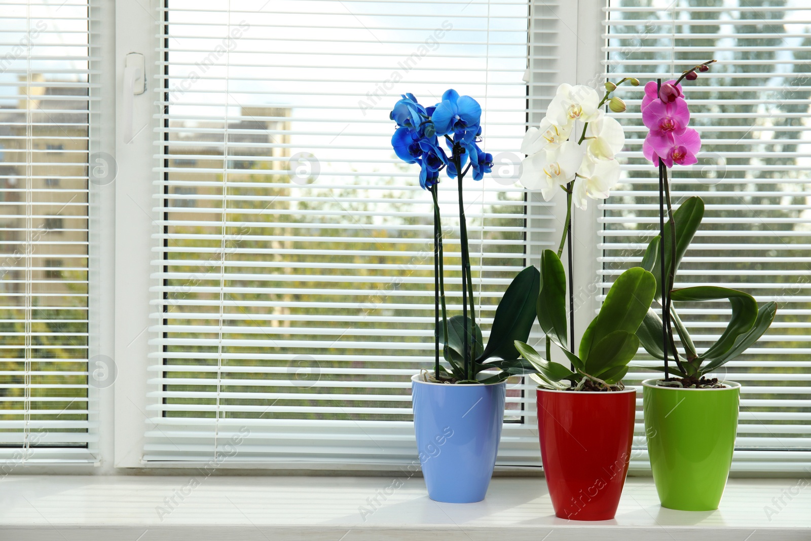 Photo of Beautiful tropical orchid flowers in pots on windowsill. Space for text