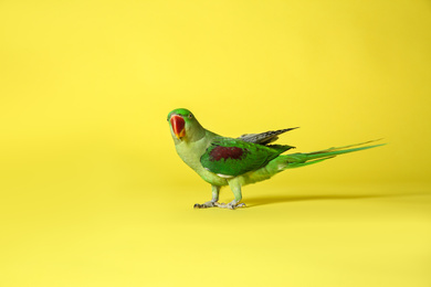 Photo of Beautiful green Alexandrine Parakeet on yellow background